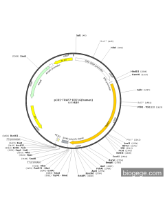 pCS2-TRAF7-R371G(human) PL84196 MiaoLingBio