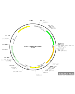 pEGFP-C1-Linker-HOXA9(human) PL84202 MiaoLingBio