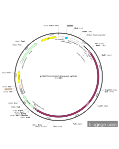 pX459V2.0-B4GALT4(human)-sgRNA3 PL84218 MiaoLingBio