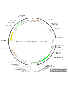 pLVshRNA-U6-CSTF2(human)-shRNA2-PGK-EGFP-E2A-Puro PL84223 MiaoLingBio