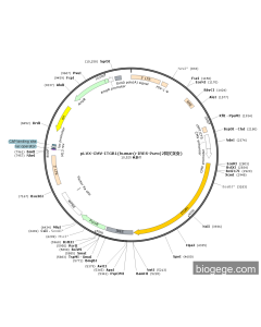 pLVX-CMV-ITGB1(human)-IRES-Puro(2synonymous mutations) PL84229 MiaoLingBio