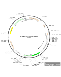 pLVshRNA-EF1a-ZsGreen(2A)Puro PL84245 MiaoLingBio