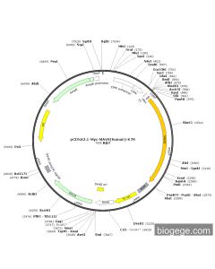 pCDNA3.1-Myc-MAVS(human)-K7R PL84257 MiaoLingBio