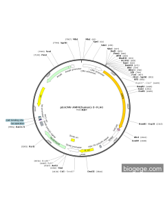 pEnCMV-AMFR(human)-3×FLAG PL84296 MiaoLingBio