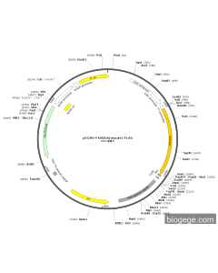 pECMV-FAM50A(mouse)-FLAG PL84326 MiaoLingBio