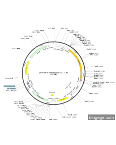pEnCMV-HTR2B(human)-3×FLAG PL84348 MiaoLingBio
