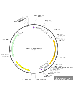 pCMV-CD47(human)-Myc PL84366 MiaoLingBio