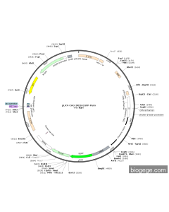 pLVX-CAG-IRES-EGFP-Puro PL84370 MiaoLingBio