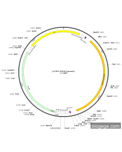 pTOPO-RACK1(mouse) PL84387 MiaoLingBio