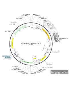 pEnCMV-WDR54-c(human)-3×FLAG PL84479 MiaoLingBio