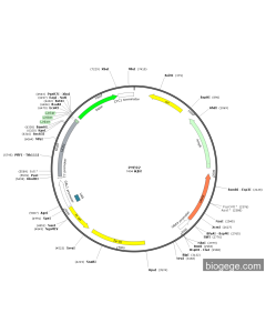 pYES2-UCP1-EGFP PL84608 MiaoLingBio