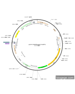 pLVX-CGAS(human)-AcGFP1 PL84614 MiaoLingBio