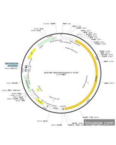 pEnCMV-GRIN2A(human)-3×FLAG PL84621 MiaoLingBio