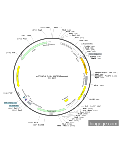 pCDNA3.1-6×His-UBE2I(human) PL84623 MiaoLingBio