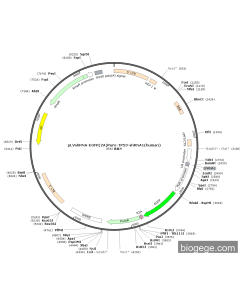 pLVshRNA-EGFP(2A)Puro-TP53-shRNA1(human) PL84641 MiaoLingBio
