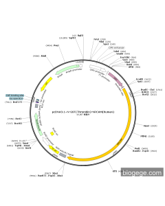 pcDNA3.1+N-GST(Thrombin)-NRCAM(human) PL84665 MiaoLingBio