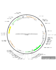 pLVshRNA-EGFP(2A)Puro-EDAR-shRNA1(human) PL84671 MiaoLingBio
