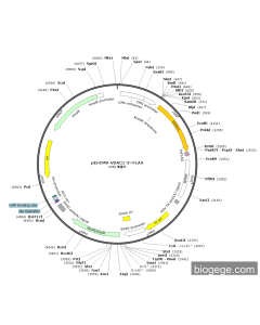 pEnCMV-VDAC1-3×FLAG PL84741 MiaoLingBio