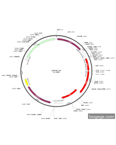 pKD46-Tet PL84766 MiaoLingBio