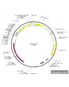 pET28a-EYFP PL84784 MiaoLingBio