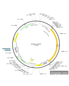pCDNA3.1-ZBTB1 PL84785 MiaoLingBio
