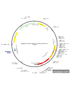 PiggyBac Dual CMV-Pdgfb-m-mCherry (PB513B-1) PL84786 MiaoLingBio