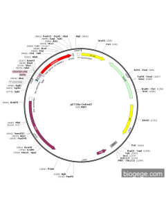 pET28a-DsRed2 PL84787 MiaoLingBio