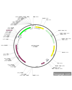 pET28a-EGFP PL84788 MiaoLingBio