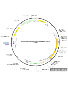PiggyBac-CMV-EDNRA(human)(1synonymous mutations)-EF1a-Puro PL84798 MiaoLingBio