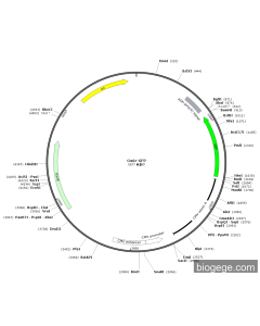 GWIZ-GFP PL84801 MiaoLingBio