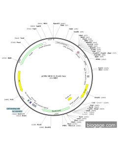 pCMV-MCS-3×FLAG-Neo PL84822 MiaoLingBio