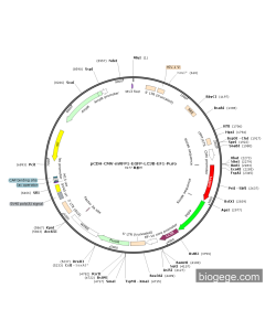 pCDH-CMV-mRFP1-EGFP-LC3B-EF1-Puro PL84825 MiaoLingBio