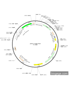 pLKO.1-EGFP-Puro PL84830 MiaoLingBio