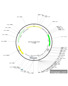 pDC316-mCMV-EGFP PL84831 MiaoLingBio