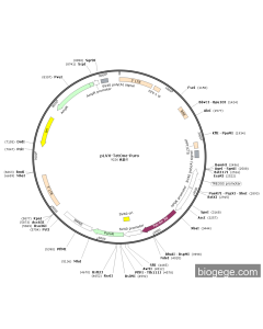 pLVX-TetOne-Puro PL84833 MiaoLingBio