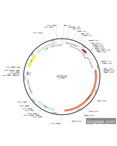 pPIC9K-His PL84836 MiaoLingBio