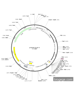 pCAGGS-FLAG-N PL84846 MiaoLingBio