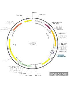 pGBKT7-53 PL84871 MiaoLingBio