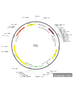 pGBKT7 PL84874 MiaoLingBio