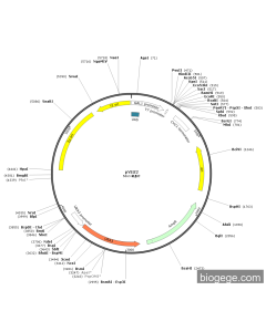 pYES2 PL84876 MiaoLingBio