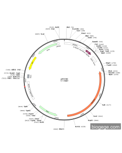 pPIC9K PL84880 MiaoLingBio