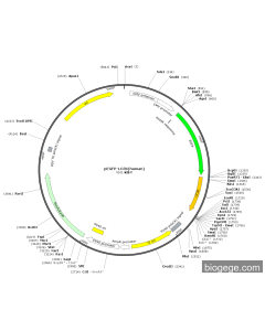 pEGFP-LC3b(human) PL84882 MiaoLingBio