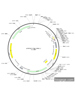 pCDNA3.1-Myc-HisA(-) PL84896 MiaoLingBio