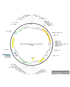 pCMV-TAF5L(human)-3×FLAG-SV40-Neo PL84911 MiaoLingBio