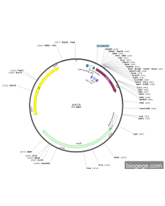 pUC19 PL84914 MiaoLingBio