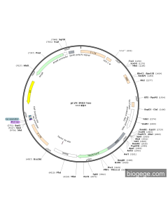 pLVX-IRES-Neo PL84915 MiaoLingBio