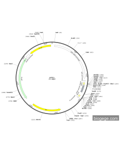 pCS2+ PL84918 MiaoLingBio