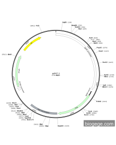 pAN7-1 PL84920 MiaoLingBio