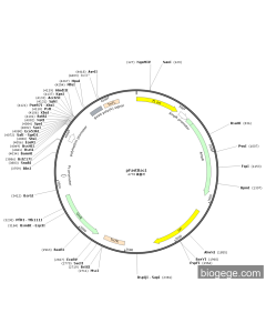 pFastBac1 PL84925 MiaoLingBio