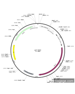 pLP-VSVG PL84928 MiaoLingBio